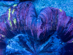 FK Mastergrade Purple, Blue & Toxic Yellow Dots Welsophyllia (Collector Coral, Very Rare Color)