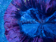 Load image into Gallery viewer, FK Mastergrade Purple, Blue &amp; Toxic Yellow Dots Welsophyllia (Collector Coral, Very Rare Color)