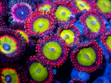 Load image into Gallery viewer, FK Rainbow Two Specimen Zoanthid (CUT-TO-ORDER)