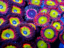Load image into Gallery viewer, FK Rainbow Two Specimen Zoanthid (CUT-TO-ORDER)