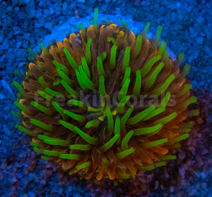 FK Rainbow Cycloseris (Rare Color)