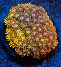 Carregar imagem no visualizador da galeria, FK Rainbow Orange &amp; Yellow Goniopora Colony (Collector Coral)