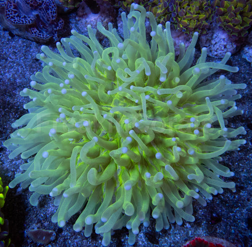 Verdant Glow Heliofungia (Heliofungia actiniformis)