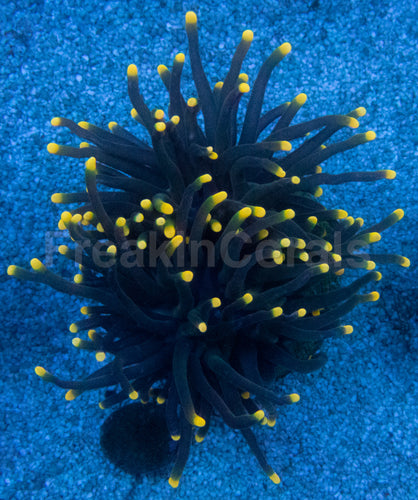 Rasta Inferno Torch Coral (Euphyllia glabrescens – Black Tentacle Rasta Tip Variant)