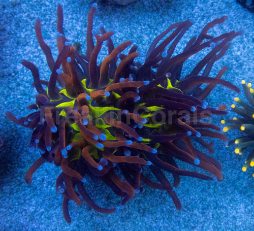 Hellfire Eclipse Torch Coral (Euphyllia glabrescens – Green Mouth Variant)