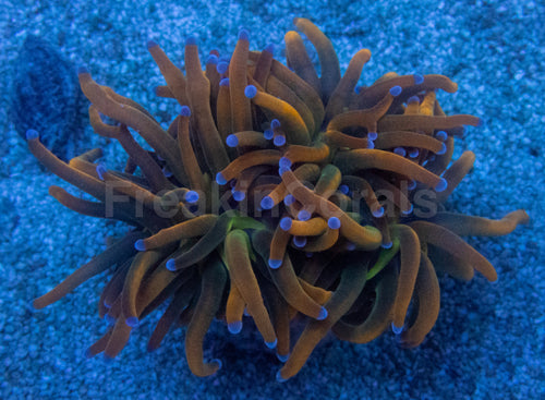 USA Holy Grail Grade B Torch Coral (Euphyllia glabrescens – Grade B Variant)