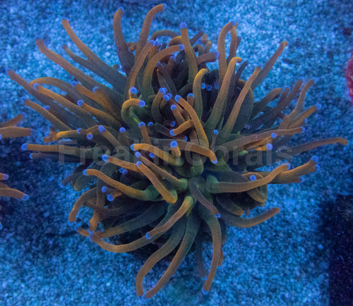 USA Holy Grail Grade B Torch Coral (Euphyllia glabrescens – Grade B Variant)