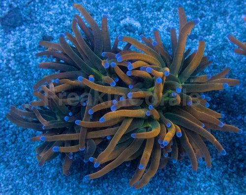 USA Holy Grail Grade B Torch Coral (Euphyllia glabrescens – Grade B Variant)