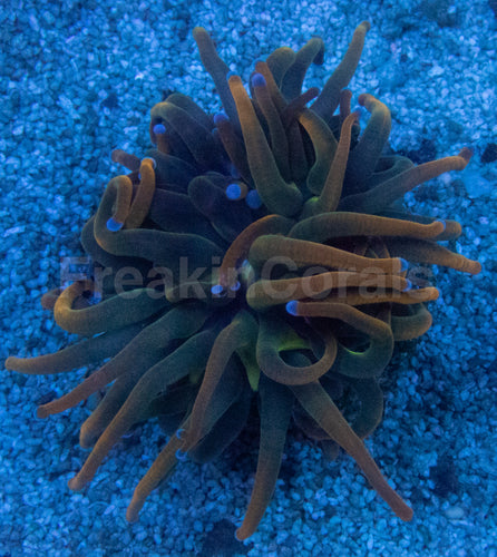 USA Holy Grail Grade B Torch Coral (Euphyllia glabrescens – Grade B Variant)