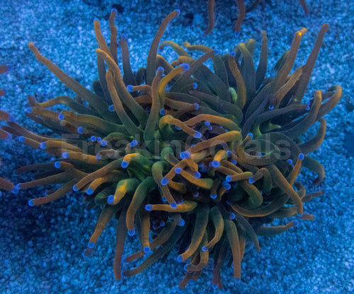 USA Holy Grail Grade B Torch Coral (Euphyllia glabrescens – Grade B Variant)