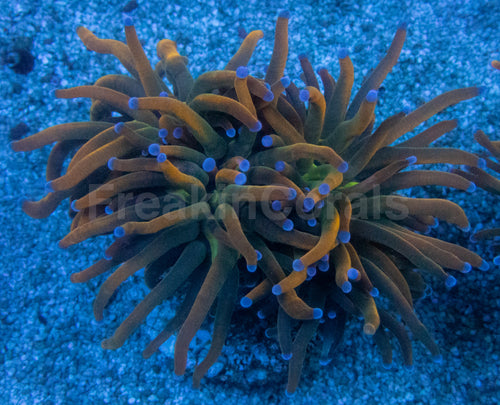 USA Holy Grail Grade B Torch Coral (Euphyllia glabrescens – Grade B Variant)