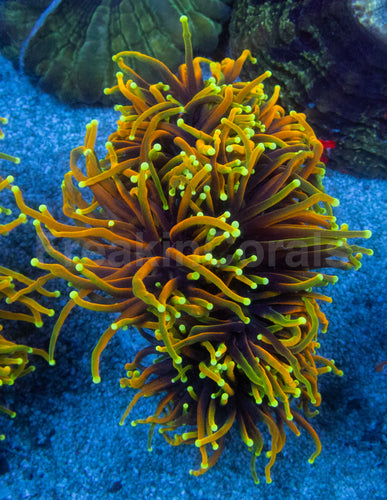 Dragon Soul Torch Coral (Euphyllia glabrescens – Multi-Headed Variant)