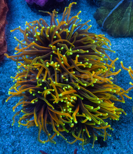 Dragon Soul Torch Coral (Euphyllia glabrescens – Multi-Headed Variant)