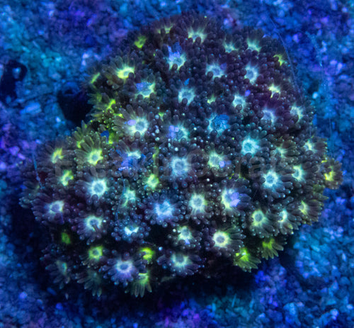 Fusion Purple & Glitter Green Goniopora Mini Colony (Goniopora spp. – Aussie Origin)