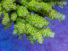 Load image into Gallery viewer, FK Flubber Tenuis Acropora