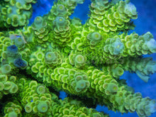 Load image into Gallery viewer, FK Flubber Tenuis Acropora