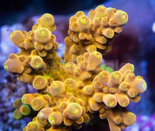 Load image into Gallery viewer, FK Gold Mind Acropora