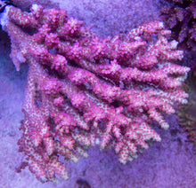 Carregar imagem no visualizador da galeria, FK Shotcake Aussie Acropora (Wild Australia Coral)
