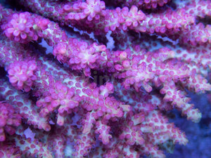 FK Shotcake Aussie Acropora (Wild Australia Coral)