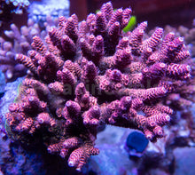 Load image into Gallery viewer, FK Peach Millepora Acropora (Cut-to-Order)