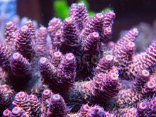 Load image into Gallery viewer, FK Peach Millepora Acropora (Cut-to-Order)