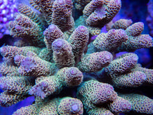 Load image into Gallery viewer, FK Tricolor Yellow Millepora Acropora (Cut-To-Order)