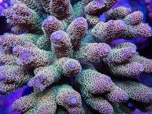 Load image into Gallery viewer, FK Tricolor Yellow Millepora Acropora (Cut-To-Order)