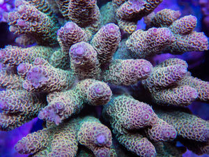 FK Tricolor Yellow Millepora Acropora (Cut-To-Order)