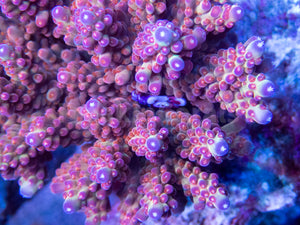 FK Purple Liss Shortcake Acropora (New in House - Cut-to-Order)