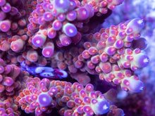 Load image into Gallery viewer, FK Purple Liss Shortcake Acropora (New in House - Cut-to-Order)