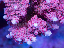 Load image into Gallery viewer, FK Moranguito Acropora (New House Acropora - Cut-to-order)