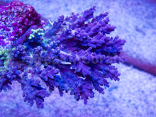 Load image into Gallery viewer, FK Purple Grafted Desalwii Acropora (Rare Acropora - Cut-to-Order)