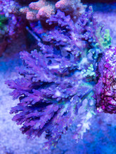 Load image into Gallery viewer, FK Purple Grafted Desalwii Acropora (Rare Acropora - Cut-to-Order)