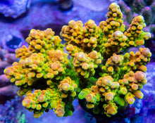 Load image into Gallery viewer, FK Joe&#39;s Mango Garden Acropora (Signature Coral - Cut-To-Order)