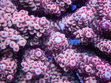 Load image into Gallery viewer, FK Pikachu Acropora (Cut-To-Order)