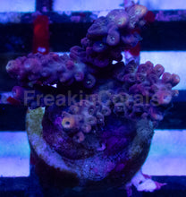 Carregar imagem no visualizador da galeria, Acropora sp. “Purple Yellow Tip” – Frag - freakincorals.com