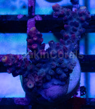 Carregar imagem no visualizador da galeria, Acropora sp. “Purple Yellow Tip” – Frag - freakincorals.com