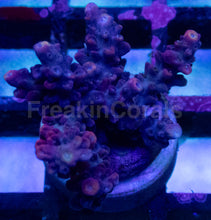 Carregar imagem no visualizador da galeria, Acropora sp. “Purple Yellow Tip” – Frag - freakincorals.com