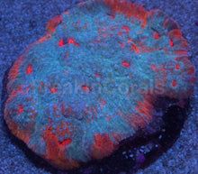 Load image into Gallery viewer, “Ktar Orenji” Chalice – Colony - freakincorals.com