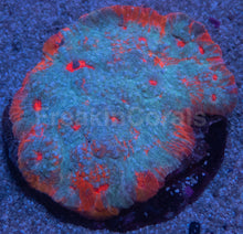 Load image into Gallery viewer, “Ktar Orenji” Chalice – Colony - freakincorals.com