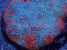 Load image into Gallery viewer, “Ktar Orenji” Chalice – Colony - freakincorals.com