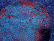 Load image into Gallery viewer, “Ktar Orenji” Chalice – Colony - freakincorals.com