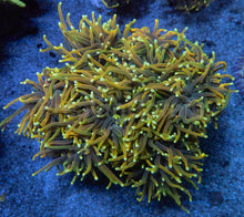 Carregar imagem no visualizador da galeria, Euphyllia glabrescens “Dragon Soul” – Cut-to-Order Frags - freakincorals.com