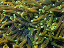 Carregar imagem no visualizador da galeria, Euphyllia glabrescens “Dragon Soul” – Cut-to-Order Frags - freakincorals.com