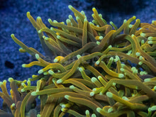 Carregar imagem no visualizador da galeria, Euphyllia glabrescens “Dragon Soul” – Cut-to-Order Frags - freakincorals.com