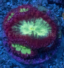 Carregar imagem no visualizador da galeria, Blastomussa sp. “Ultra Core Red” – Multi-Head Frags (5+ Mouths) - freakincorals.com