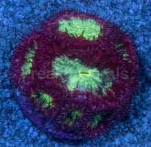 Carregar imagem no visualizador da galeria, Blastomussa sp. “Ultra Core Red” – Multi-Head Frags (5+ Mouths) - freakincorals.com