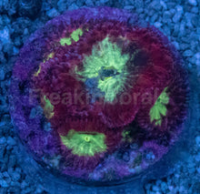 Carregar imagem no visualizador da galeria, Blastomussa sp. “Ultra Core Red” – Multi-Head Frags (5+ Mouths) - freakincorals.com