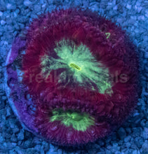 Carregar imagem no visualizador da galeria, Blastomussa sp. “Ultra Core Red” – Multi-Head Frags (5+ Mouths) - freakincorals.com
