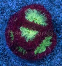 Carregar imagem no visualizador da galeria, Blastomussa sp. “Ultra Core Red” – Multi-Head Frags (5+ Mouths) - freakincorals.com